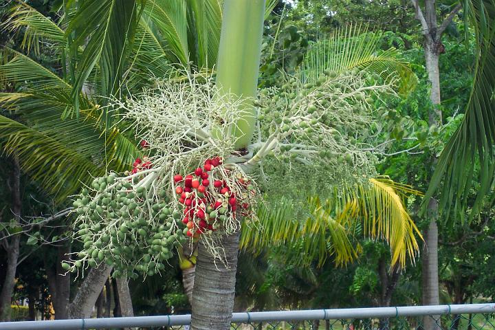 jamaica 069.jpg